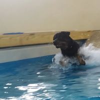 PET DEGREE ico