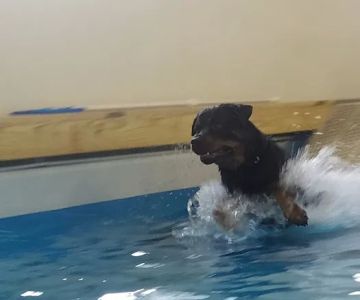 PET DEGREE