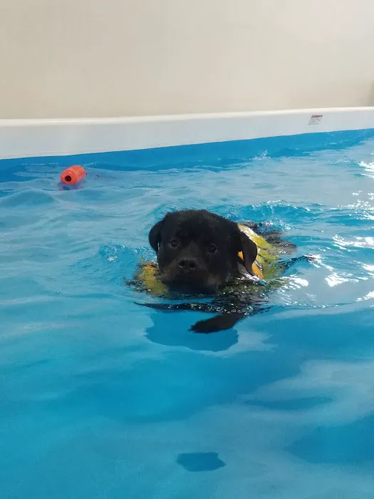 PET DEGREE 3