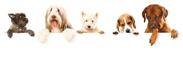 PET DEGREE 9