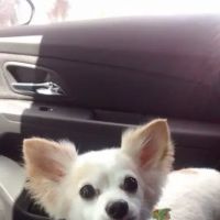 GrandView Animal Care Center ico