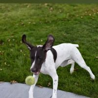 Creekview Veterinary Center ico