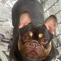 Tri-Town Veterinary Hospital ico