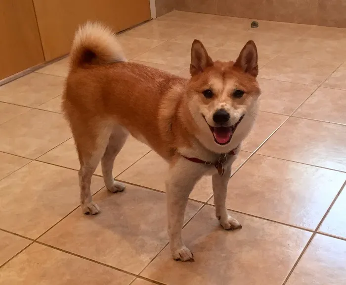 Elma Animal Hospital 8