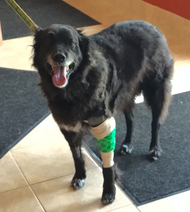 Elma Animal Hospital 6