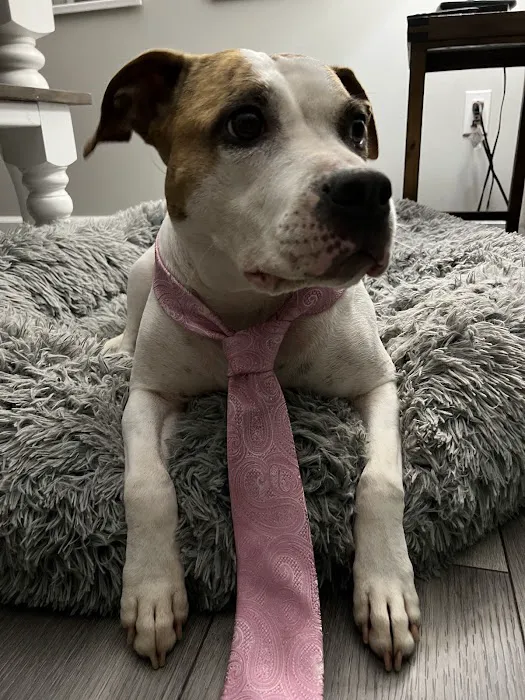 Suburban South Veterinary Hospital 1