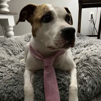 Suburban South Veterinary Hospital ico