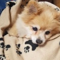 Glover Veterinarian Services ico