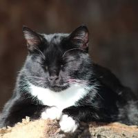 Hubler Veterinary Service ico
