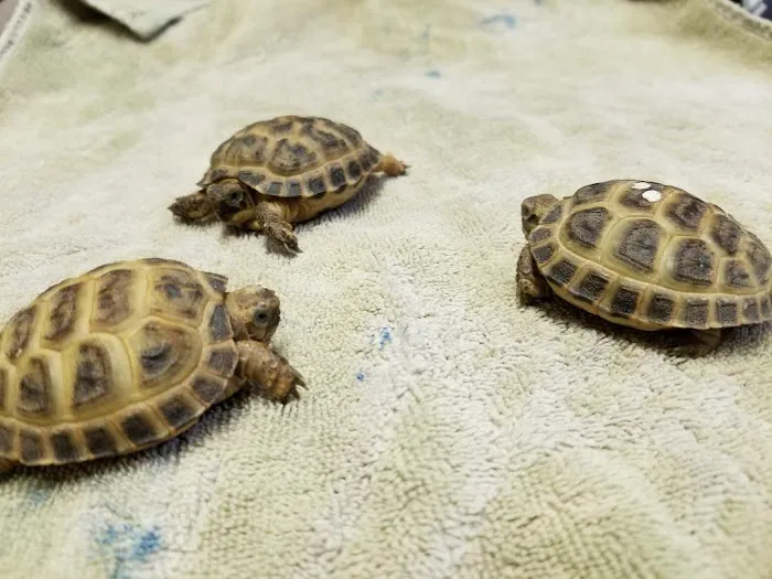 Moore Veterinary Care 4