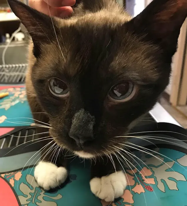 Moore Veterinary Care 1