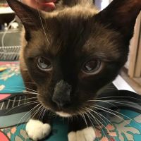 Moore Veterinary Care ico