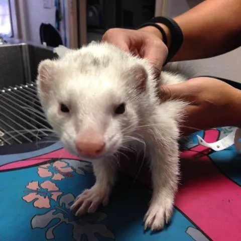 Moore Veterinary Care 2