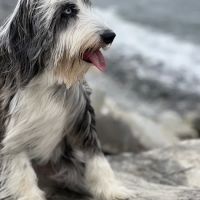 Muddy Creek Animal Care Center ico