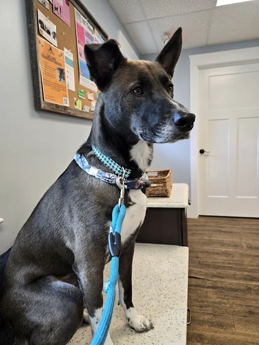 Newburyport Veterinary Clinic 1