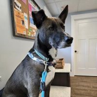 Newburyport Veterinary Clinic ico