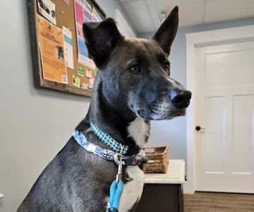 Newburyport Veterinary Clinic