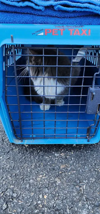 Catmobile 8