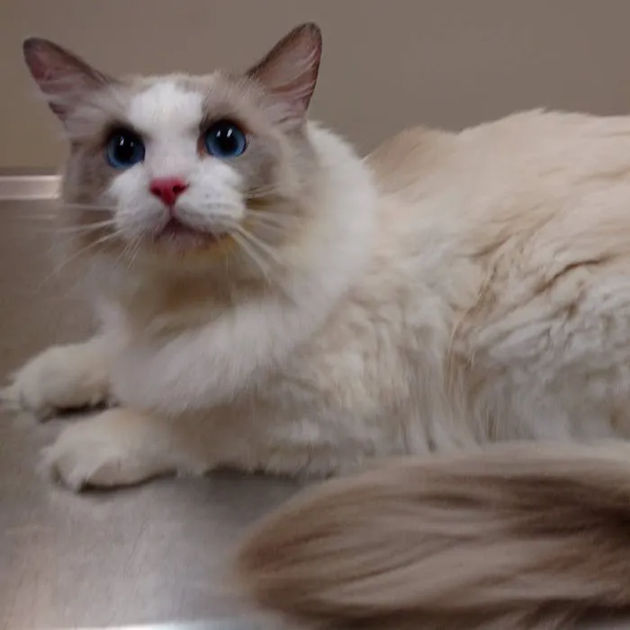 Animal Health Center of Salisbury 5
