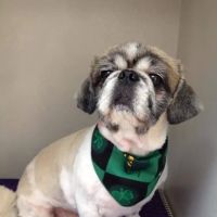 Old Town Animal Hospital ico
