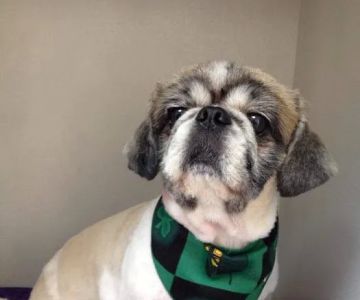Old Town Animal Hospital
