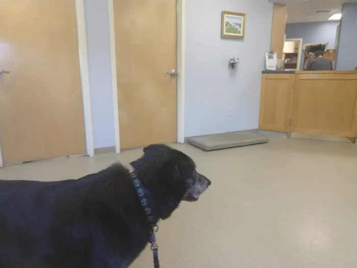 Newbury Animal Hospital 4