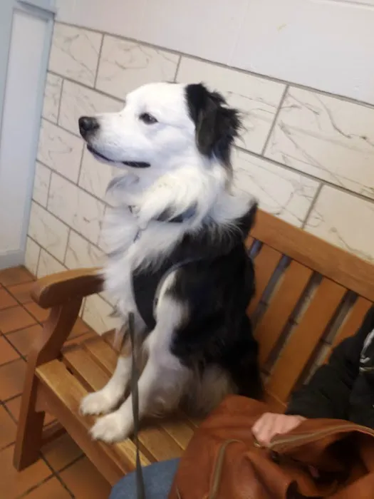Salmon Falls Animal Hospital 1