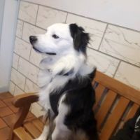 Salmon Falls Animal Hospital ico