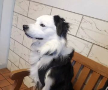 Salmon Falls Animal Hospital