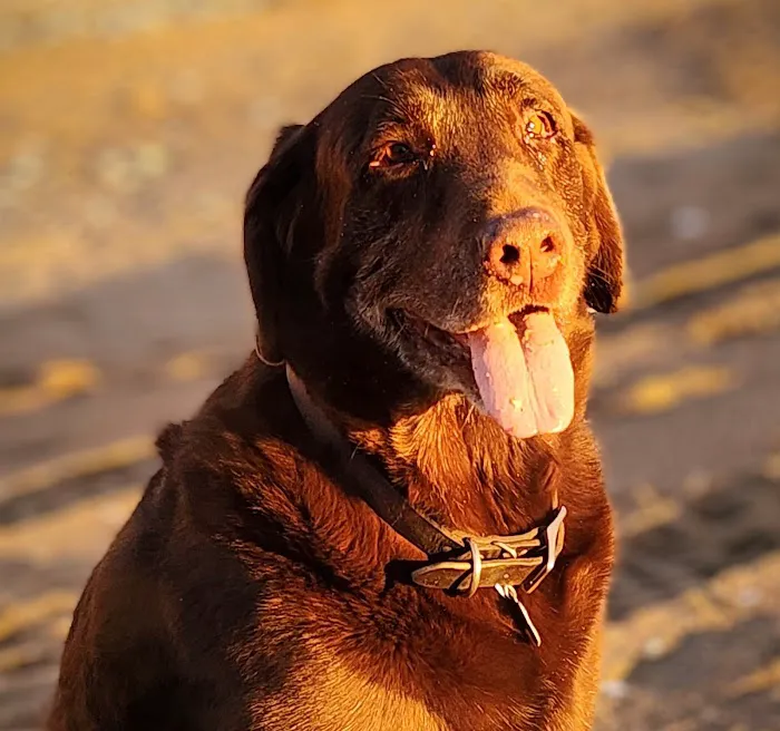 Eliot Veterinary Hospital 5