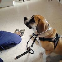 Eliot Veterinary Hospital ico