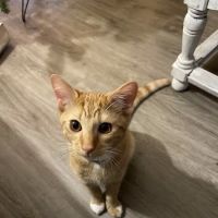 Veterinary Emergency, Critical Care & Referral Center ico