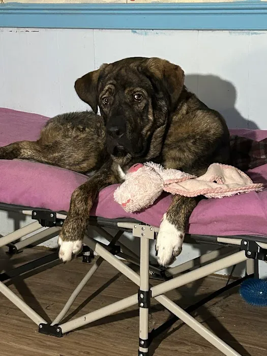 Veterinary Emergency, Critical Care & Referral Center 7