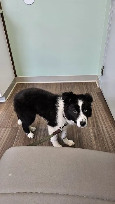 VCA Animal Medical Center 2