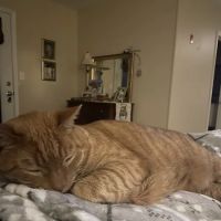 Port City Veterinary Referral Hospital ico
