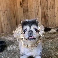 Lucky Pet Animal Hospital ico