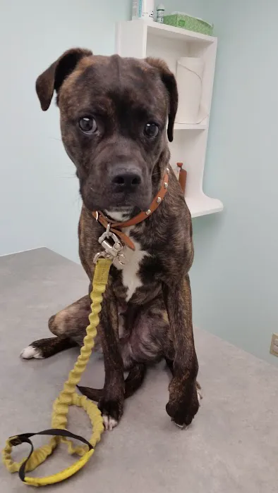 Hollis Animal Clinic - Thomas B Wesley DVM 8
