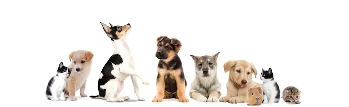 Hollis Animal Clinic - Thomas B Wesley DVM 4