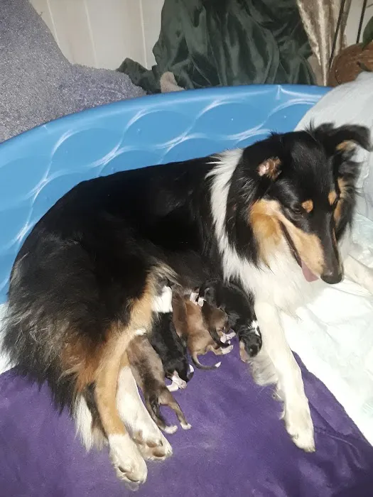Hollis Animal Clinic - Thomas B Wesley DVM 9