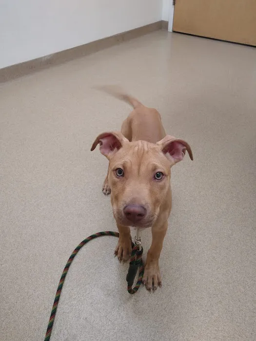 VCA Standish Animal Hospital 6