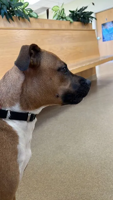 VCA Standish Animal Hospital 7