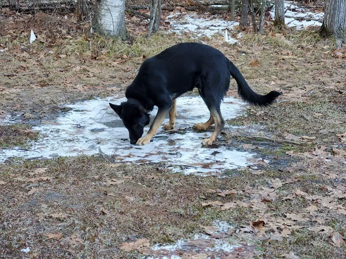 VCA Standish Animal Hospital 10