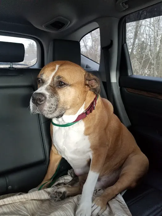 VCA Standish Animal Hospital 3