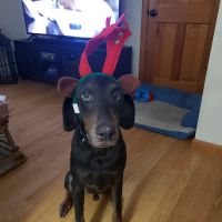 Southern Maine Veterinary Care ico