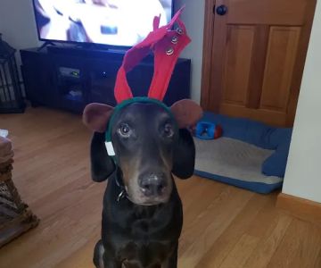 Southern Maine Veterinary Care
