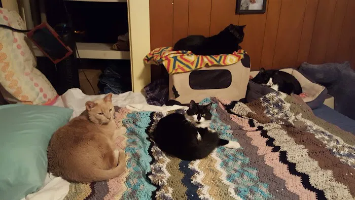 Southern Maine Veterinary Care 4