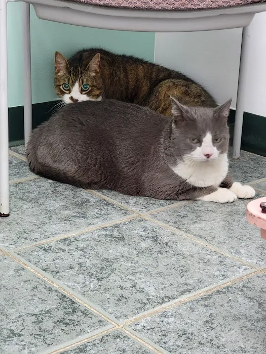 York County Veterinary Hospital 10