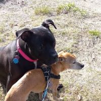 Naples Veterinary Clinic ico