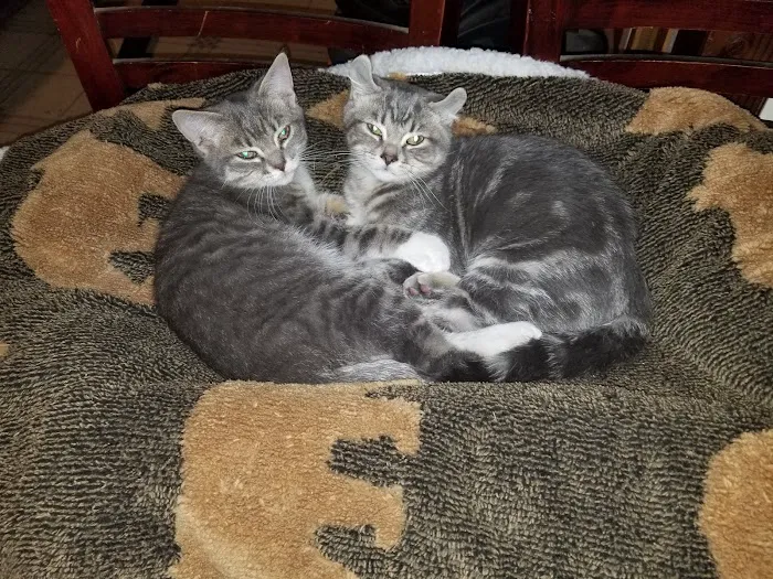 Jordan Bay Animal Hospital 3