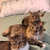 North Windham Veterinary Hospital ico